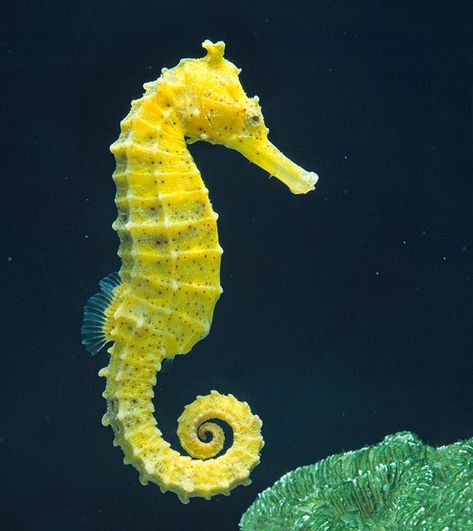 Seahorse Art, Fauna Marina, Yellow Sea, Garden Bugs, Fishing For Beginners, Marine Aquarium, Marine Fish, Horse Drawing, Small Fish