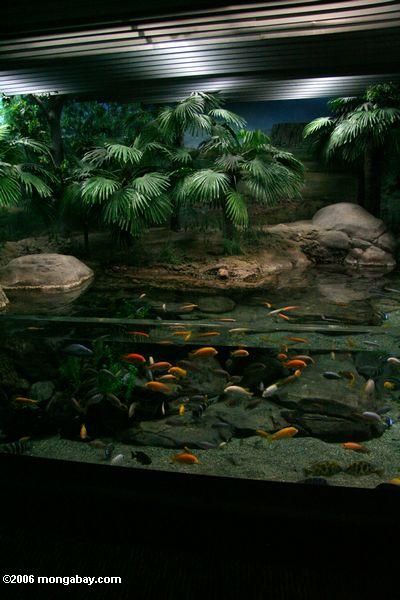 Picture: Malawi mbuna cichlid aquarium. Turtle Tank Setup Ideas, Tank Setup Ideas, Turtle Tank Setup, Turtle Aquarium, Cichlid Aquarium, Big Aquarium, Amazing Aquariums, Turtle Habitat, Aquascape Design