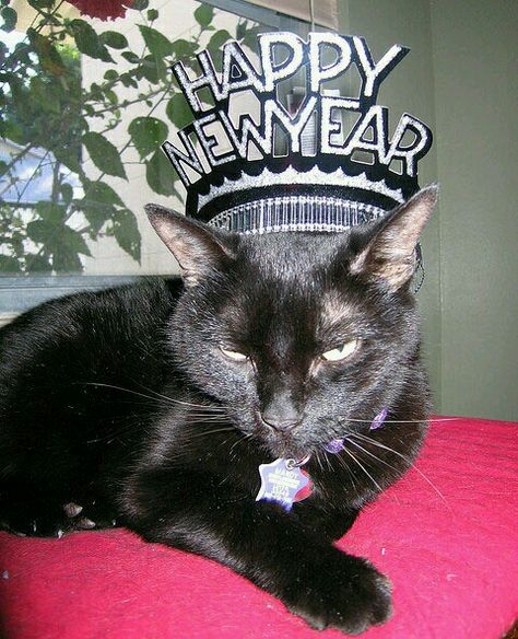 =^..^=    ...  "Happy New Year you Say?  Does this Face look Happy to YOU?!" New Years Jokes, Jokes With Pictures, Happy Mew Year, New Year Jokes, Cats Humor, Black Cat Humor, Happy New Year Funny, Cat Celebrating, Happy New Year Pictures