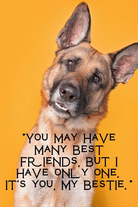 Dog lover quotes, GSD, GSD quotes, German Shepherd Quotes, Dog lover, GSD Lover Gsd Dog Quotes, German Shepherd Dog Quotes, Shepherd Quotes, German Shepherd Quotes, German Shepherd Funny, Dog Lover Quotes, 4 Friends, Dog Quotes, German Shepherd Dogs