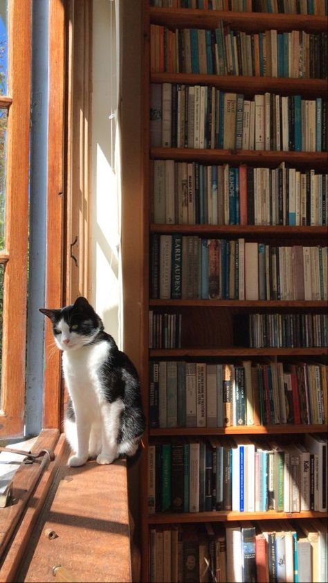 Cat Book Wallpaper, Books And Cats Aesthetic, Cat In A Library, Cat In Library, Cat Diy Projects, Cats Tabby, Cats Siamese, Cuddly Cats, Crazy Cat People