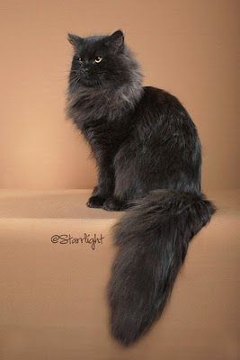 Black siberian cat :) Looks like my last cat - he was a sweetie pie. Siberian Black Cat, Siberian Cat Black, Black Siberian Cat, Siberian Forest Cat, Fluffy Black Cat, Siberian Forest, Siberian Kittens, Siberian Cats, Most Popular Cat Breeds