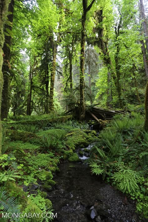 olympic_rainforest_0313: Temperate rain forest creek in the Pacific Northwest Temperate Evergreen Forest, Moss Cloak, Portland Forest, Pnw Plants, Temperate Deciduous Forest, Jungle Terrain, Temperate Forest, Rainforest Biome, Rain Room