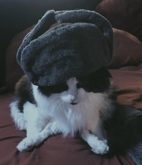 In Soviet Russia cat chooses when YOU eat Cat With Ushanka, Cat Ushanka, 2000 Aesthetic, Russian Cat, In Soviet Russia, Men With Cats, Soviet Russia, Russian Hat, Black Russian