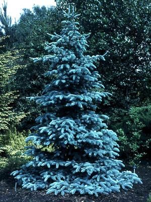 The Colorado Blue Spruce is the state tree of Colorado. Landscaping Privacy, Colorado Landscaping, Blue Spruce Tree, Evergreen Landscape, Colorado Blue Spruce, Conifers Garden, Picea Pungens, Types Of Christmas Trees, Spruce Trees