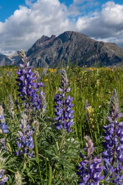 Montana's diverse native plants are a testament to nature's resilience! Discover the beauty of Beargrass, Ponderosa Pine, and more. Embrace the wonders of Montana's landscapes. Montana Native Plants, Montana Landscaping Ideas, Montana Gardening, Montana Landscaping, Montana Flowers, Montana Garden, Backyard Wonderland, Montana Wildflowers, Flowers For Butterflies