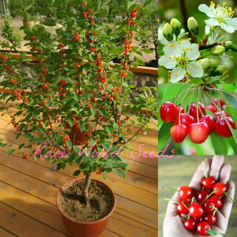 NEW DWARF Cherry tree 'Romeo' Hardy into ZONE 2 in Cherry Types, Banana Tree, Cherry Tart, Miniature Plants, Goji Berries, Sweet Cherries, Cherry Tree, Large Pots, Wine Making