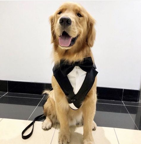 Looking for a Royal Romance Nimmi Singh Rathore)is our beautiful swe… #romance #Romance #amreading #books #wattpad Golden Retriever Wedding, Dog Tux, Doodle Wedding, Perros Golden Retriever, Dog Wedding Outfits, Royal Romance, Dog Wedding Attire, Ring Bearer Dog, Dog Wedding Dress