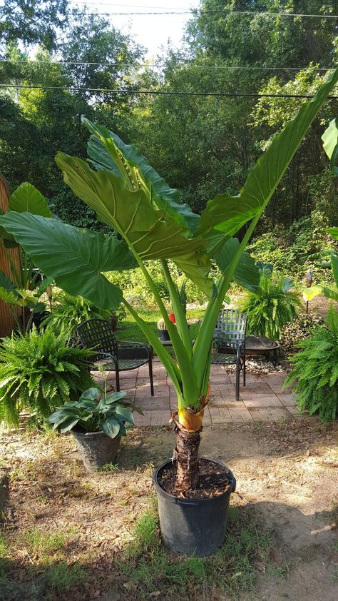 Elephant Ears Plants, Alocasia Odora, Homestead Tips, Elephant Ear Bulbs, Alocasia Plant, Dream Plants, Olivia Garden, Plant Wishlist, Elephant Ear Plant