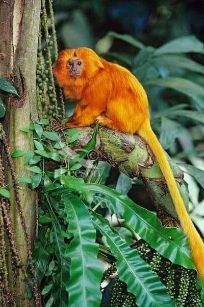 Amazon Animals, Golden Lion Tamarin, Brazil Art, Interesting Animals, Incredible Creatures, Rare Animals, Super Cute Animals, Tropical Forest, Arte Animal