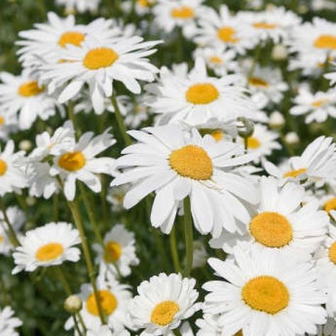 Marguerite Leucanthemum Maximum Buy Seeds, Classic Garden, Chrysanthemum, Perennials, Bouquets, Daisy, Plants, Drawings, Flowers