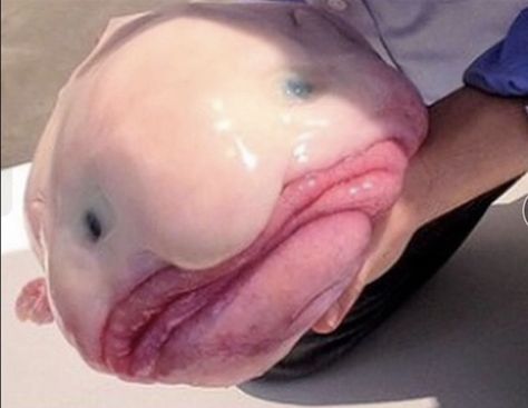 Blob fish Weird Sea Creatures, Bizarre Animals, Ugly Animals, Deep Sea Creatures, African Wildlife, Weird Creatures, Ocean Creatures, Weird Animals, Animals Of The World