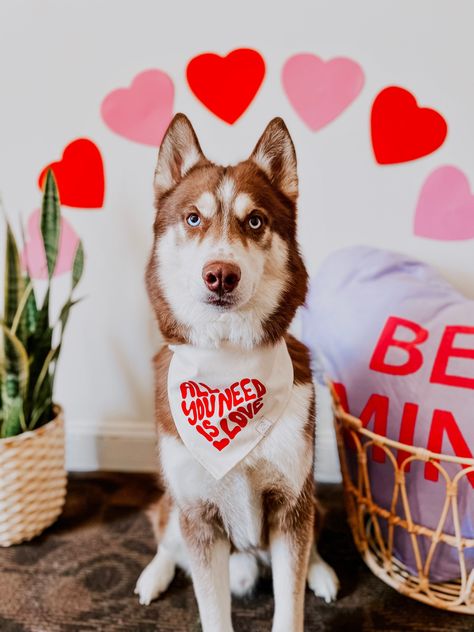 Valentines Puppy Photoshoot, Valentine’s Day Dog Photo Shoot, Valentine Dog Photo Shoot, Valentines Dog Photoshoot, Dog Valentines Day Photoshoot, Dog Valentine Photos, Valentines Photo Booth, Valentines Dog, Boho Valentine