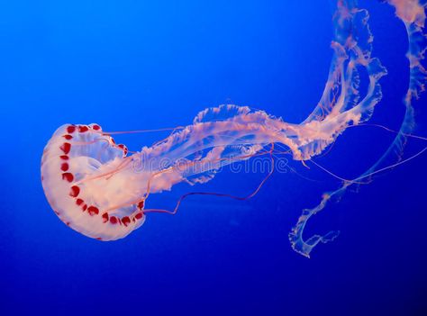 Jelly-fish. A jelly-fish in the ocean , #AD, #fish, #Jelly, #ocean, #jelly #ad Compass Jellyfish, Dove Drawing, Jellyfish Sting, Jellyfish Aquarium, Cnidaria, Fish Stock, Dangerous Animals, Mermaids And Mermen, Photo Images