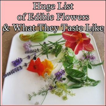 Huge List of Edible Flowers and What They Taste Like The Homestead Survival - Homesteading - Flowers Chart, Eatable Flowers, Eating Flowers, Wild Crafting, Edible Flower Garden, Food Foraging, Hydro Power, Edible Flowers Recipes, Wild Foraging