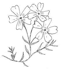 Phlox subulata, Moss Phlox at Toadshade Wildflower Farm Phlox Flower Tattoo, Phlox Tattoo, Phlox Flower Drawing, Foxglove Drawing Simple, Phlox Painting, Cross Wildflower Tattoo, Painting Door Frames, Wild Blue Phlox Tattoo, Pnw Design