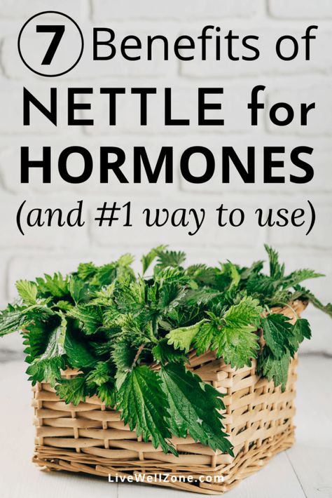 Natural Remedies For Hormonal Imbalance, Nettle Herb Benefits, Nettle Tea Benefits Women, Nettle For Hair, Stinging Nettle Tea Benefits, Nettle Leaf Tea Benefits, Nettle Leaf Benefits, Stinging Nettle Benefits, Nettle Tea Benefits