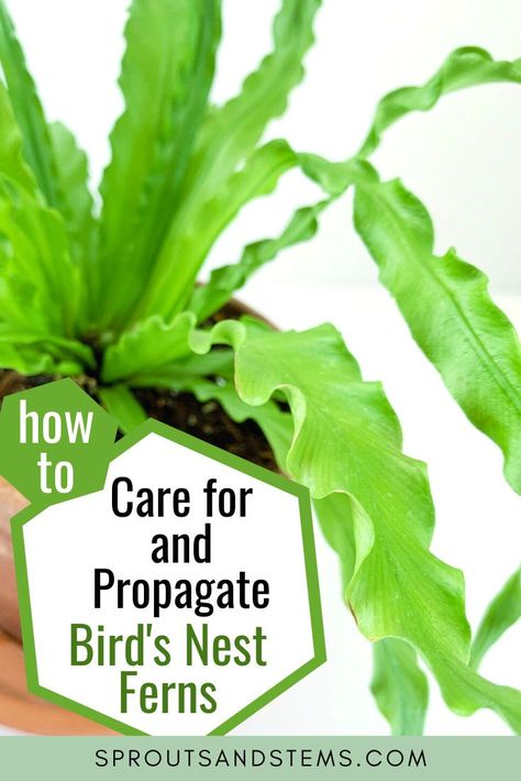 Read this post to learn about how to care for, propagate, and mount a bird's nest fern! | bird's nest fern care | bird's nest fern | how to care for bird's nest fern | bird's nest fern propagation | how to propagate bird's nest fern | Crispy Wave Fern | Crispy Wave Fern care | Crispy Wave plant care | Crispy Wave Fern propagation Fern Propagation, How To Care For Ferns Indoors, Bird Nest Fern Care, Caring For Ferns Indoors, Propagating Ferns From Cuttings, Crispy Wave Fern Care, Birds Nest Fern Care, Birds Nest Fern Indoor Care, Crispy Wave Fern