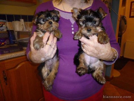 Croquettes, Yorkshire Terrier, Yorkshire, Chihuahua, Yoga, Dogs, Animals