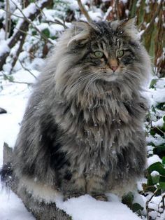 Meeeeeeemoryyyyyyyyyy Gatto Carino, Pet Pictures, Siberian Cat, Norwegian Forest, Forest Cat, Norwegian Forest Cat, Fluffy Cat, Domestic Cat, Cute Kittens