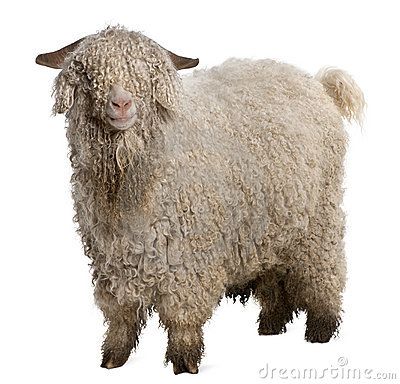 Angora Goat, Goat Horns, Raising Goats, Angora Goats, White Background Photo, Like Animals, Animals Images, Photo Posters, Side View