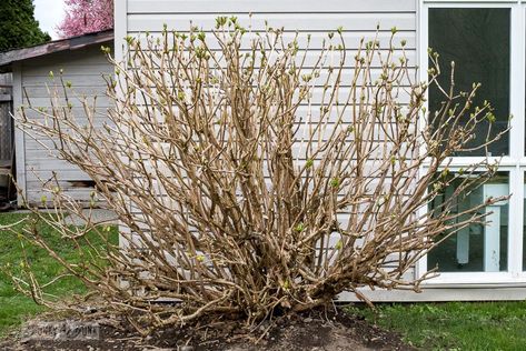 A fully pruned hydrangea bush in spring with buds showing - How to prune hydrangeas to achieve the most blooms! When To Prune Hydrangeas, Growing Hacks, Prune Hydrangeas, Pruning Hydrangeas, Hydrangea Landscaping, Types Of Hydrangeas, Hydrangea Varieties, Easy Hair Ideas, Hydrangea Bloom