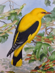 John Gould, A Monograph of the Ramphastidae, or Family of Toucans. 1834. Golden Oriole, Peacock Drawing, John Gould, Cardiff University, Beautiful Wings, Happy Yellow, Birds Art, Books Collection, Print Book