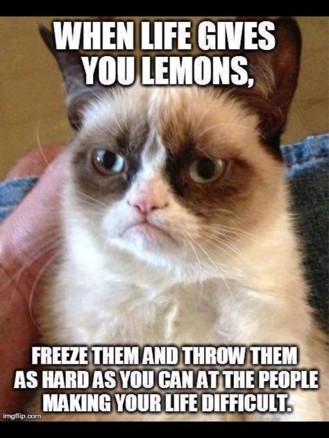 Grump Cat, Grumpy Meme, Cat Magnets, Grumpy Cat Quotes, Anime Kitten, Box File, Grumpy Cat Memes, Grumpy Cat Meme, I Was Here