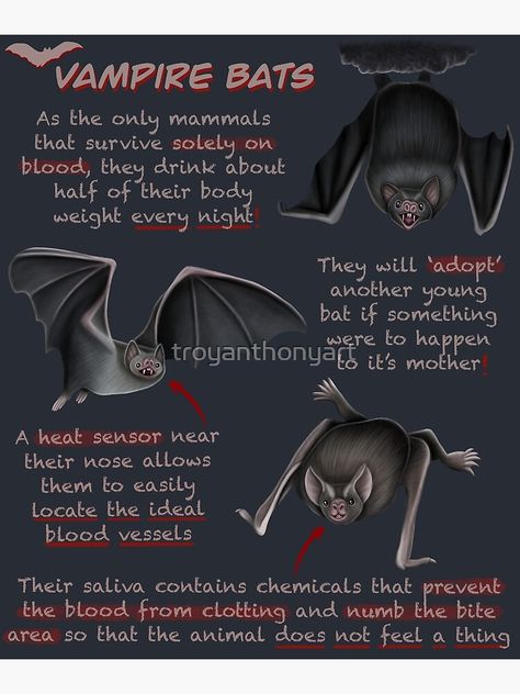 "Vampire Bats Fun Animal Facts" Poster for Sale by troyanthonyart | Redbubble Interesting Animal Facts, Fun Animal Facts, Animal Facts Interesting, Bat Facts, Interesting Animal, Vampire Bats, Fun Facts About Animals, Interesting Animals, Vampire Bat