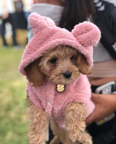 Girl Dog Accessories, Small Dog Accessories, Perro Shih Tzu, Girl Dog Clothes, Dog Bear, Teddy Sweater, House Pets, Fleece Dog Coat, Teddy Bear Dog