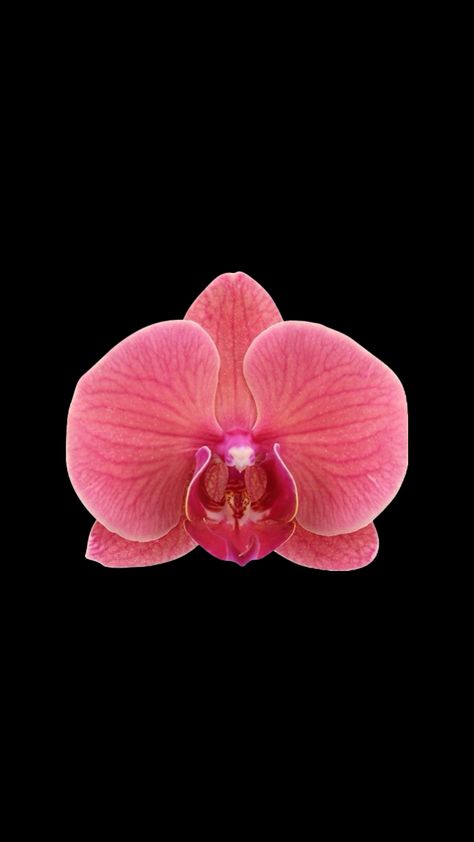 Orchid Black Background, Flower Widget, Wallpapers Flowers, Tech Lab, Flowers Black Background, Lilly Flower, Pink Lillies, Flower Wallpapers, Wallpaper Flower