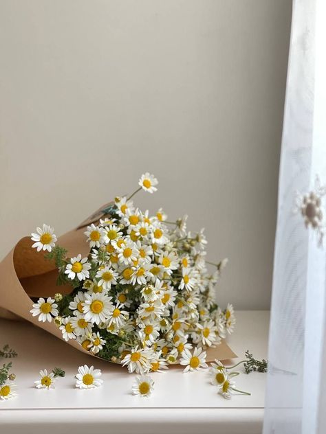 Chamomile Plant, Sea Clouds, Chamomile Flower, Retro Texture, Sunflowers And Daisies, Clouds Sunset, Plants Are Friends, Daisy Bouquet, Nature Abstract