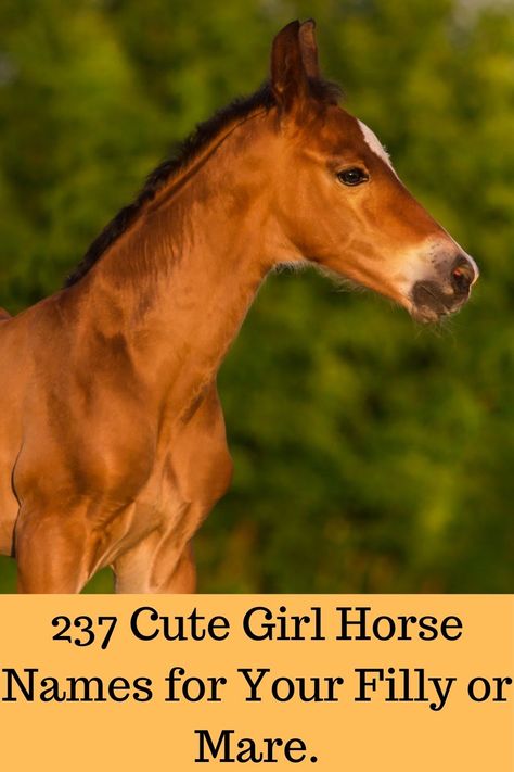 Names for girl horses.#horse names,#filly names,#mare names,#horses, Female Horse Names List, Horse Names Unique Mare, Mare Horse Names, Cute Horse Names, Female Horse Names, Names Unique Girl, Filly Horse, Horse Hairstyles, Different Horse Breeds