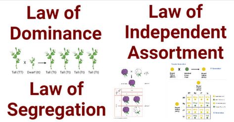 In the 1860s, an Austrian monk named Gregor Mendel introduced a new theory of inheritance based on his experimental work with pea plants. Mendel believed that heredity is the result of discrete units of inheritance, and every single unit (or gene) ... Read more The post Mendel’s 3 Laws (Segregation, Independent Assortment, Dominance) appeared first on Microbe Notes. Law Of Segregation Mendel, Mendels Law Of Inheritance, Science Portfolio, Microbiology Notes, Mendelian Inheritance, Dihybrid Cross, Pea Plants, Gregor Mendel, English Student