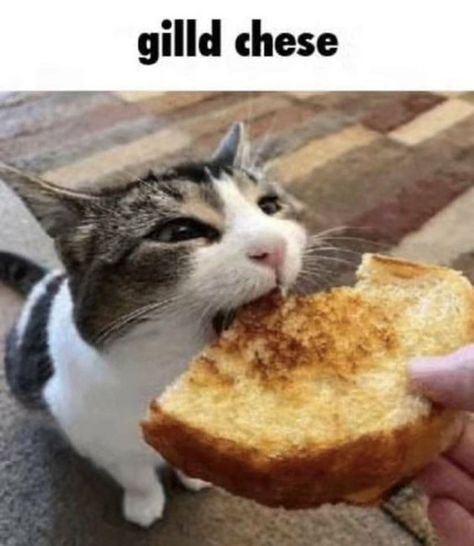 I Don't Know, A Cat, Bread, Memes