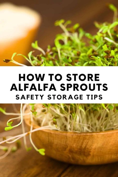 How to Store Alfalfa Sprouts: Safety Storage Tips How To Store Sprouts, Alfalfa Sprouts Recipes Sandwiches, Sprouts Recipes Alfalfa, Sprout Recipes Alfalfa, Alfalfa Sprouts Recipes, Alfalfa Sprouts Growing, How To Grow Alfalfa Sprouts At Home, Sprouts Benefits, Microgreens Recipe