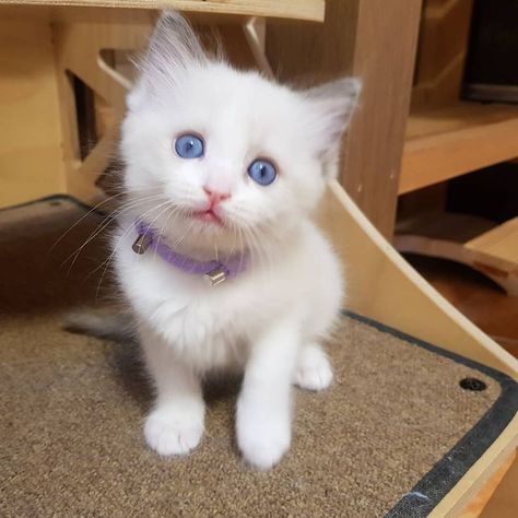 Ragdoll kitten for sale near me in USA Ragdoll Kittens, Ragdoll Kittens For Sale, Persian Kittens For Sale, Persian Kittens, Kitten For Sale, Kitten Care, Ragdoll Kitten, Cats For Sale, Pets For Sale