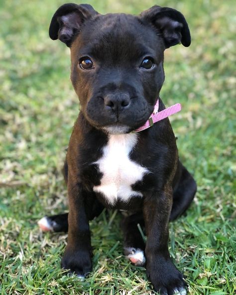 Black Staffy, Staffordshire Bull Terrier Puppy, Staffie Puppies, Dog Staffy, Staffordshire Bull Terrier Puppies, Pitbull Dog Puppy, Staffy Dog, Amstaff Puppy, Nanny Dog