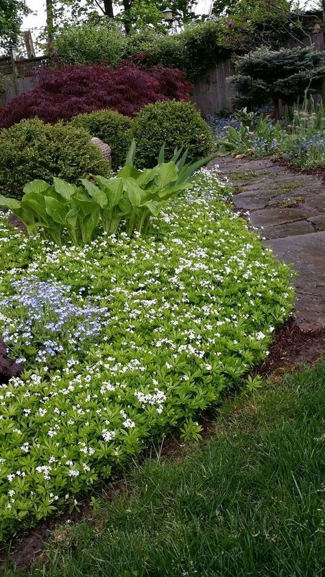 17+ Sloping Garden Ideas with Ground Covers - FarmFoodFamily Sloping Garden Ideas, Fence Cover, Sloping Garden, Garden Ground, Landscaping A Slope, Landscaping Around House, Sweet Woodruff, Shade Garden Design, Deer Resistant Plants