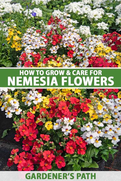 Species of Nemesia have the visual appeal and ease of care that separates truly great plants from merely okay ones. Our guide to cultivating nemesia flowers walks you through the process, from propagation to maintaining and caring for mature plants. Are you ready to grow your own? Read more now. #nemesia #gardenerspath Nemesia Plant, Nemesia Flowers, Front Porch Fence, Fence Makeover, Porch Fence, Vegetable Benefits, Entrance Ideas, Aesthetic Garden, Dream Yard