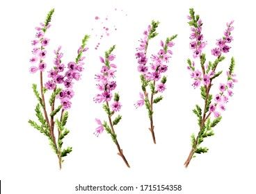 Heather Drawing, Scotland Tattoo, Heather Flower, Heather Plant, Purple Heather, Heather Purple, Drawing Images, Hand Illustration, Flower Tattoos