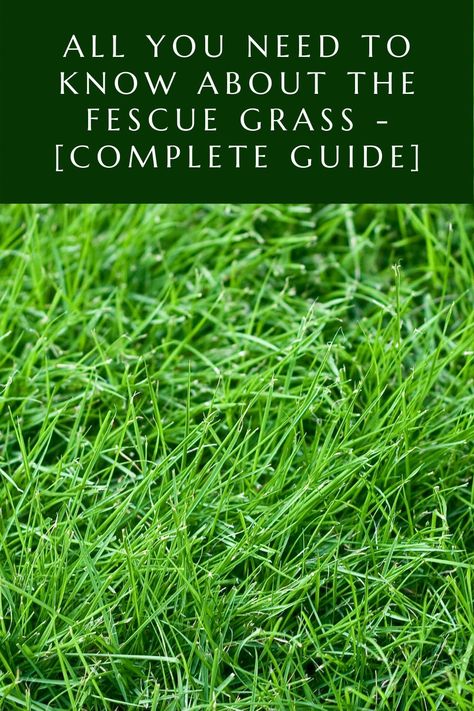 Fine Fescue Lawn, Fescue Grass Landscape, Tall Fescue Grass Lawn, Types Of Grass For Lawn, Fescue Grass Lawn, High Ranch, Tall Fescue Lawn, Fescue Grass Seed, Different Types Of Grass