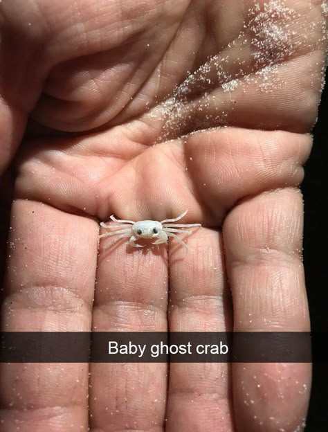 Ghost Crab, Cute Reptiles, Baby Animals Pictures, Pretty Animals, Baby Animals Funny, Silly Animals, Cute Animal Photos, Cute Animal Pictures, Cute Creatures