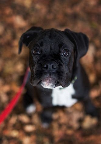 Boxer Dog Pictures, Boxer Dogs Brindle, Brindle Boxer, Dogs Tips, 5 Month Old, Boxer And Baby, Cesar Millan, Puppy Kisses, Boxer Puppy