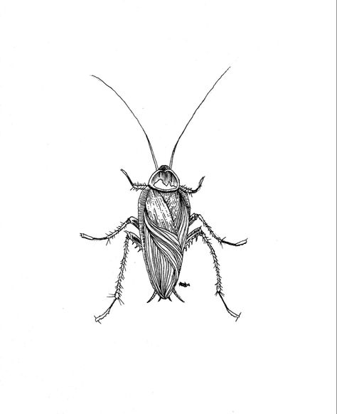 Cockroach line art drawing tattoo design. #art #artist #illustration #portraitillustration #illustrationpromotion #illustrator #singaporeanillustrator #photoshop #adobeillustrator #adobephotoshopcc #portrait #inktober2020 #halloween #darkestfears #cockroaches #october #lineart Cockroach Tattoo Design, Cockroach Drawing, Roach Tattoo, Cockroach Tattoo, Swamp Princess, Princess Tattoos, Drawing Tattoo Design, Princess Tattoo, Line Art Drawing