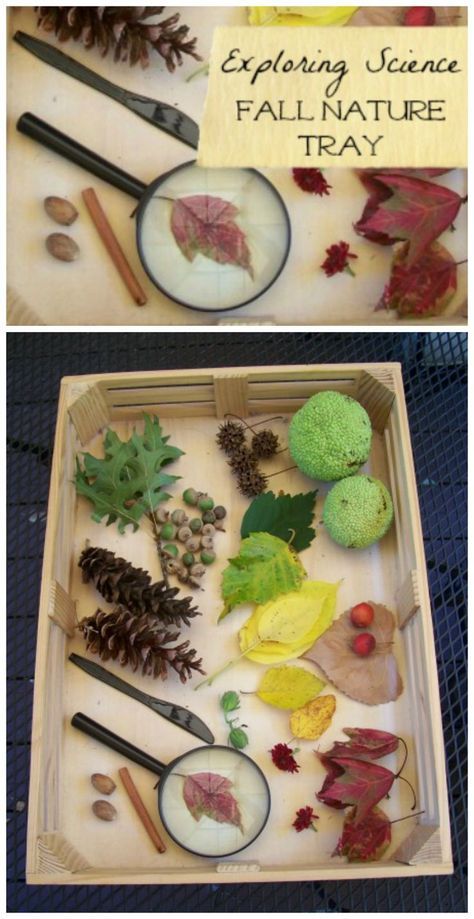 {Nature Sensory Tray} Inspire your kids to learn about seasonal changes with this hands-on sensory activity. Collect natural items for a great nature & STEM activity! Nature Preschool, Sensory Tray, Science Inquiry, Sensory Games, Seasonal Changes, Seasons Activities, Fall Nature, Stem Activity, Sensory Activity