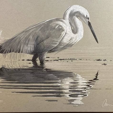 Zoo Watercolor, Charcole Drawings, Reflection Drawing, Aaron Blaise, Snowy Egret, Drawing Study, Bird Sketch, Florida Art, Water Drawing