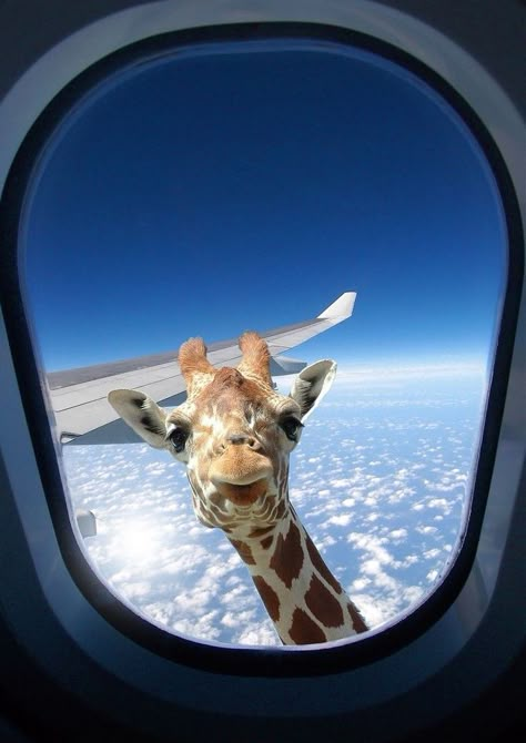 Giraffe Pictures, Cutee Animals, Airplane Window, Giraffe Art, A Giraffe, Cute Giraffe, Cute Animal Photos, Animal Wallpaper, Peek A Boo