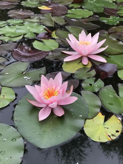 Lotus Flowers Aesthetics, Lilly Pad Aesthetic, Horticulture Aesthetic, Water Lily Landscape, Lotus Flower Aesthetic, Lillys Flowers, Rose Lilies, Pond Aesthetic, Lillies Flowers