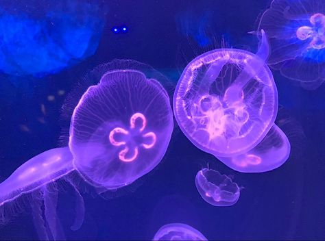 Jelly Aesthetic, Moon Jelly, Jellyfish Art, Purple Aesthetic, Aesthetic Images, Jellyfish, Sea Animals, Sea Life, Jelly